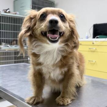Roadie -  Dachshund and Mixed Breed Dog for Adoption in Tyler, Texas - Roadie | PetCurious