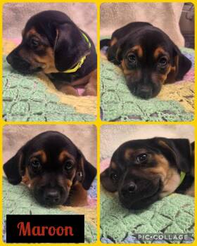 Maroon -  Dachshund and Chihuahua Dog for Adoption in Newport, Kentucky - Maroon | PetCurious