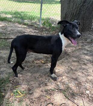 Colton -  Labrador Retriever Dog for Adoption in Little Rock, Arkansas - Colton | PetCurious