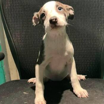Celeste -  Hound Dog for Adoption in Minneapolis, Minnesota - Celeste | PetCurious