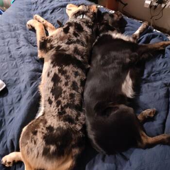 Tanuki & Satori (Bonded pair) -  Australian Cattle Dog Blue Heeler Dog for Adoption in Addison, Illinois - Tanuki & Satori (Bonded Pair) | PetCurious