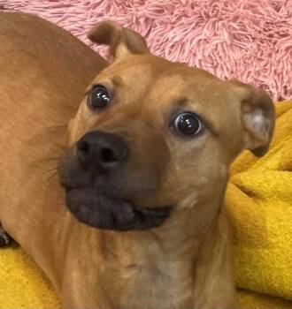 Rescue Black Mouth Cur and Mixed Breed Dogs for Adoption in Texas City, Texas - MOCHA | PetCurious