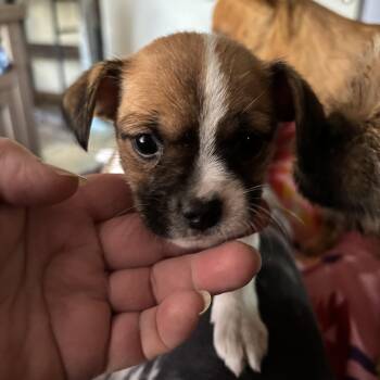 Skylar -  Chihuahua and Pug Dog for Adoption in Deming, New Mexico - Skylar | PetCurious