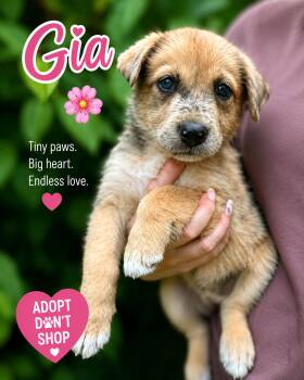 Gia -  Terrier and Australian Shepherd Dog for Adoption in Byrdstown, Tennessee - Gia | PetCurious
