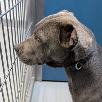 Mixed Breed Dogs Available for Adoption in Auburn, Alabama - Lola | PetCurious