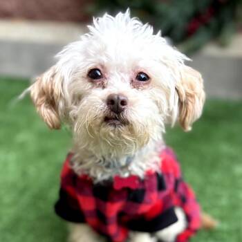 Miniature Poodle and Mixed Breed Dogs Available for Adoption in Helena, Alabama - Billy | PetCurious