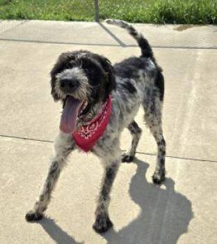 Bansche -  German Wirehaired Pointer Dog for Adoption in Bucyrus, Ohio - Bansche | PetCurious