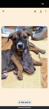 Catahoula Leopard Dog and Pit Bull Terrier Dogs Available for Adoption in Pemberton Township, New Jersey - MAE | PetCurious