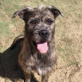 Zelda -  Border Terrier Dog for Adoption in Naperville, Illinois - Zelda | PetCurious