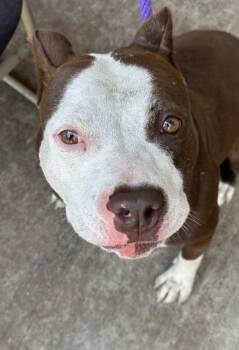 Tiffany -  Pit Bull Terrier Dog for Adoption in Chicago, Illinois - Tiffany | PetCurious