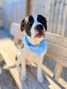 Labrador Retriever and Mixed Breed Dogs Available for Adoption in Muskegon, Michigan - Bandit | PetCurious