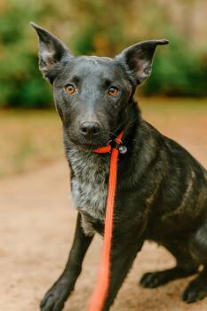 Cattle Dog Dogs Available for Adoption in Holly Springs, Mississippi - Birdman | PetCurious