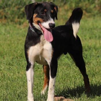 Scout -  Australian Shepherd and Mixed Breed Dog for Adoption in Fairfax, Virginia - Scout | PetCurious