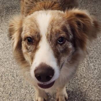 Marigold -  Australian Shepherd Dog for Adoption - Marigold | PetCurious