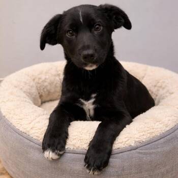 Mixed Breed Dogs Available for Adoption - POE | PetCurious