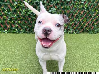 Mixed Breed Dogs Available for Adoption in West Palm Beach, Florida - MERLIN | PetCurious