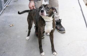 Peppercorn -  Mixed Breed Dog for Adoption in Terre Haute, Indiana - Peppercorn | PetCurious