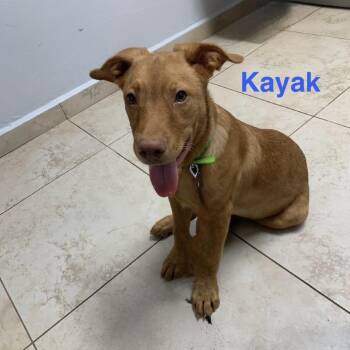 Kayak -  Labrador Retriever Dog for Adoption in Rockville, Maryland - Kayak | PetCurious