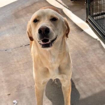 Labrador Retriever Dogs Available for Adoption in Locust Fork, Alabama - Maggie | PetCurious