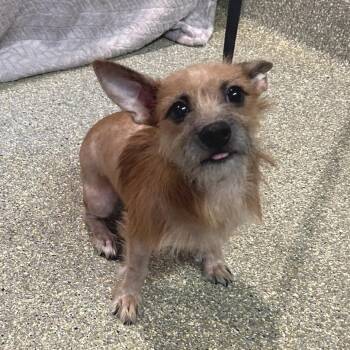 IVHS-Stray-143670 -  Terrier Dog for Adoption in San Gabriel, California - IVHS-Stray-143670 | PetCurious