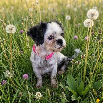 Fruki -  Shih Tzu and None Dog for Adoption in Boerne, Texas - Fruki | PetCurious