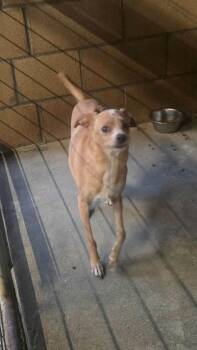 Twiggy -  Chihuahua and Mixed Breed Dog for Adoption in Severance, Colorado - Twiggy | PetCurious