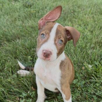 Hugo -  Border Collie Dog for Adoption in Culpeper, Virginia - Hugo | PetCurious