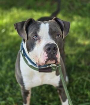 Rescue Mixed Breed Dogs for Adoption in Philadelphia, Pennsylvania - Garret | PetCurious