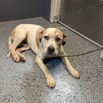 TUSC-Stray-84857_2 -  Pit Bull Terrier and Mixed Breed Dog for Adoption in Tuscaloosa, Alabama - TUSC-Stray-84857_2 | PetCurious