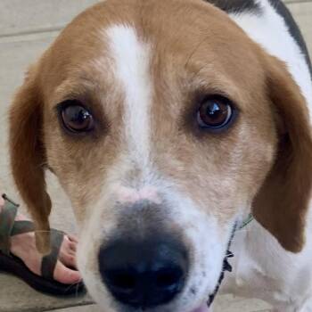 Earl -  American Foxhound Dog for Adoption in Richmond, Virginia - Earl | PetCurious