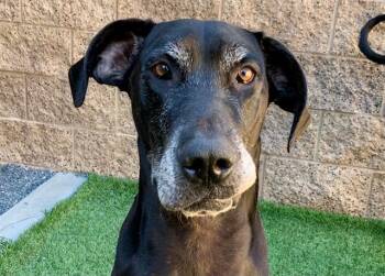 SAVE ME PLEASE Co Bao - IDA552840 -  Great Dane Dog for Adoption in San Marcos, California - SAVE ME PLEASE Co Bao - IDA552840 | PetCurious