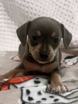 Rescue Terrier and Chihuahua Dogs for Adoption - WishList | PetCurious