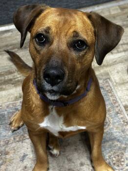 Rescue Rhodesian Ridgeback Dogs for Adoption in Boston, Massachusetts - JoAnn | PetCurious