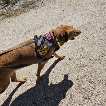 Ringo -  Yellow Labrador Retriever Dog for Adoption in Murray, Utah - Ringo | PetCurious