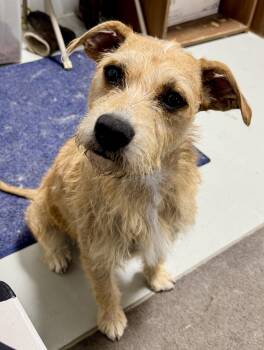 MoMo -  Wirehaired Terrier and Border Terrier Dog for Adoption in Hartford, Kentucky - MoMo | PetCurious