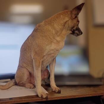 Chihuahua and Mixed Breed Dogs Available for Adoption in Oakville, Washington - Bentley | PetCurious