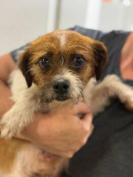 Shih Tzu and Jack Russell Terrier Dogs Available for Adoption in Blue Springs, Missouri - Skye | PetCurious