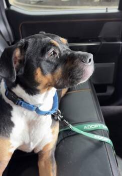 Zilla -  Pit Bull Terrier and Mixed Breed Dog for Adoption in Kansas City, Missouri - Zilla | PetCurious