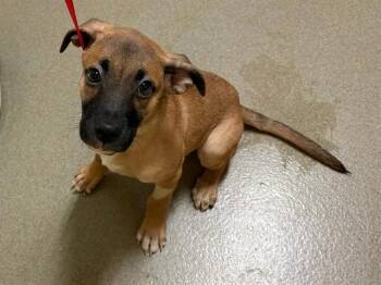 EMMY -  Pit Bull Terrier and Boxer Dog for Adoption in Colorado Springs, Colorado - EMMY | PetCurious