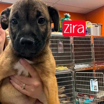 Zira -  Pit Bull Terrier and Australian Shepherd Dog for Adoption in Parkersburg, West Virginia - Zira | PetCurious