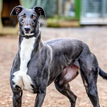 Ivy -  Greyhound Dog for Adoption in Seattle, Washington - Ivy | PetCurious