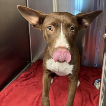 Sonarasaurus -  Basenji and Pit Bull Terrier Dog for Adoption in Liberty, Missouri - Sonarasaurus | PetCurious