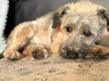 Schnauzer Dogs Available for Adoption in Calgary, Alberta - Roque | PetCurious