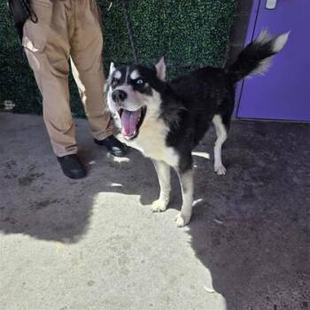 Mishka -  Husky and Mixed Breed Dog for Adoption in El Paso, Texas - Mishka | PetCurious