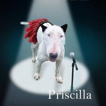 Rescue Bull Terrier Dogs for Adoption in Palm Desert, California - Priscilla | PetCurious