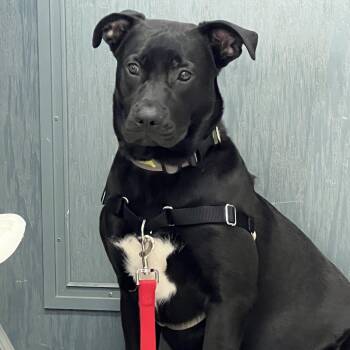 Black Labrador Retriever Dogs Available for Adoption - Winston | PetCurious