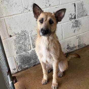 Terrier Dogs Available for Adoption in Edinburg, Texas - Sunnie | PetCurious