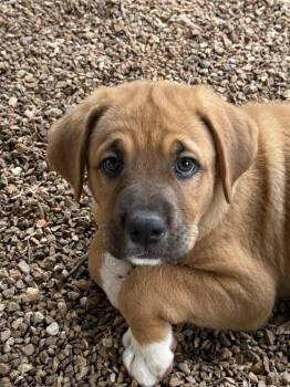 Brook -  Mastiff and Great Pyrenees Dog for Adoption in Bolivar, Missouri - Brook | PetCurious