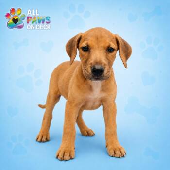 Sparky -  Labrador Retriever and Hound Dog for Adoption in Griswold, Connecticut - Sparky | PetCurious