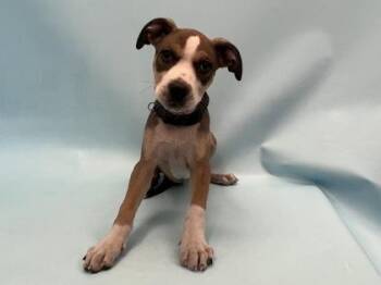 Waldo -  Pit Bull Terrier and Mixed Breed Dog for Adoption in Minneapolis, Minnesota - Waldo | PetCurious